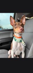 Lost Male Dog last seen Lee St, Alexandria, LA 71301