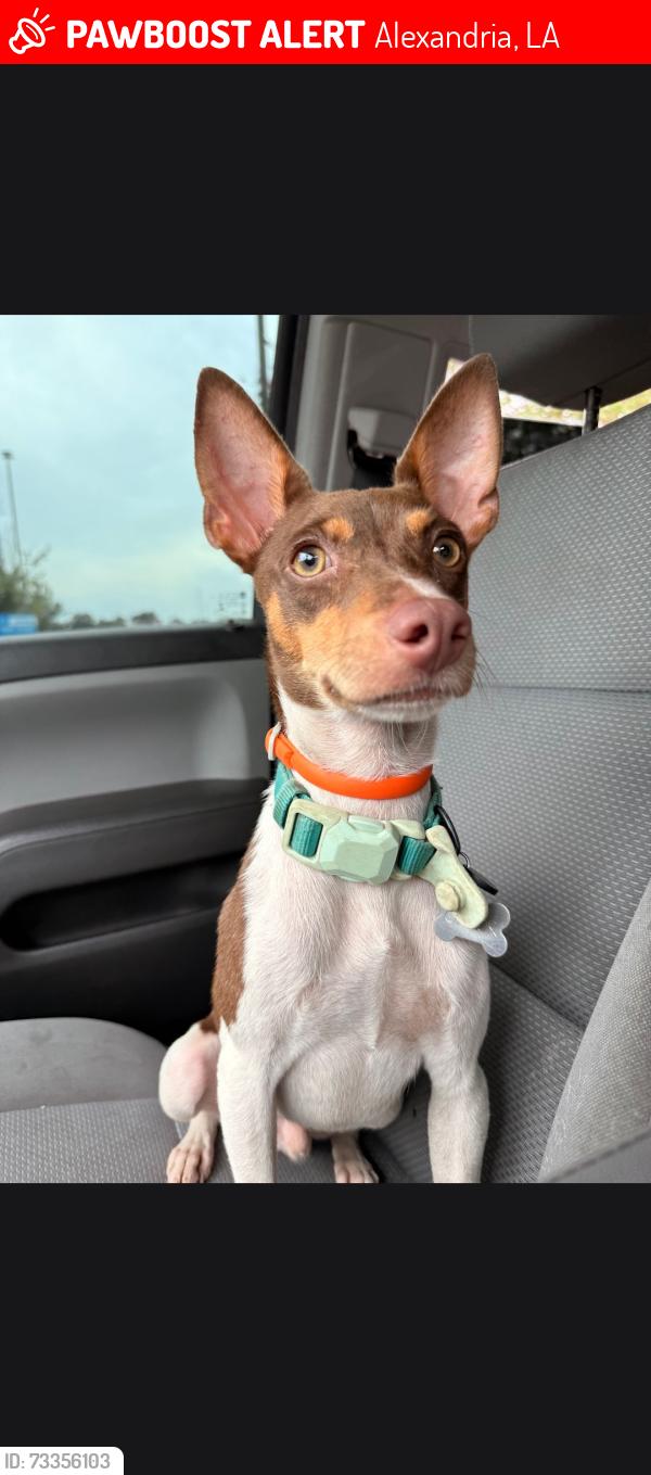 Lost Male Dog last seen Lee St, Alexandria, LA 71301
