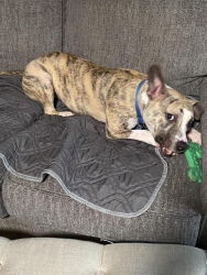 Reunited Female Dog last seen Lanier lane and Morgan mill rd Monroe nc, Monroe, NC 28110