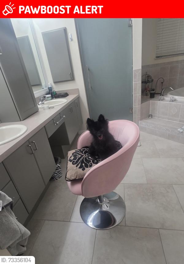 Lost Female Dog last seen Green st, Sugarmill Woods, FL 34446