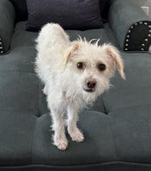 Reunited Male Dog last seen Cactus Rd, Tatum N. Paradise village Pkwy, Phoenix, AZ 85032