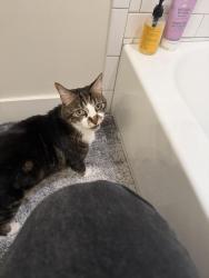 Lost Female Cat last seen Thunderbird & 7th street, Phoenix, AZ 85022