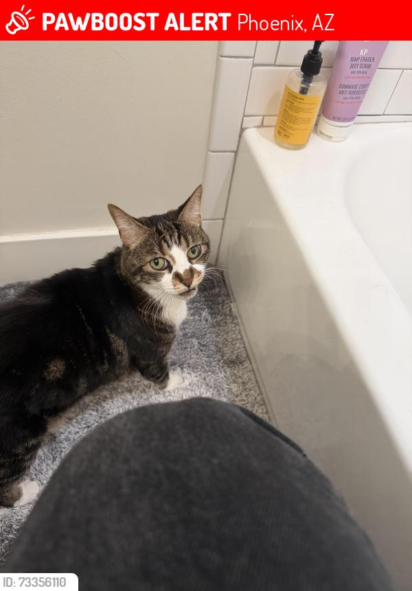 Lost Female Cat last seen Thunderbird & 7th street, Phoenix, AZ 85022