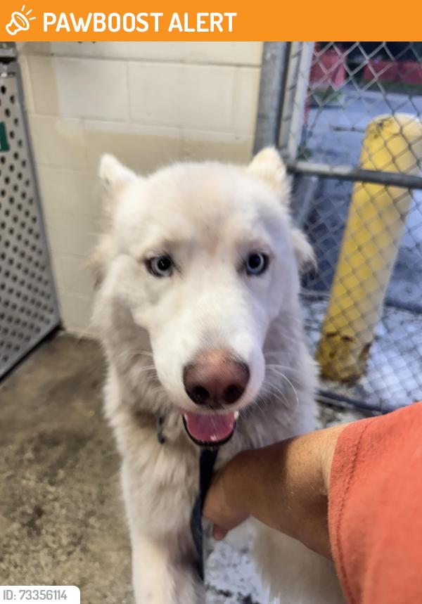 Found/Stray Unknown Dog last seen 36th street and the railroad closest to Australian Ave, West Palm Beach, FL 33407