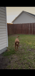 Reunited Male Dog last seen Bradfield dr, Wilmington, NC 28411