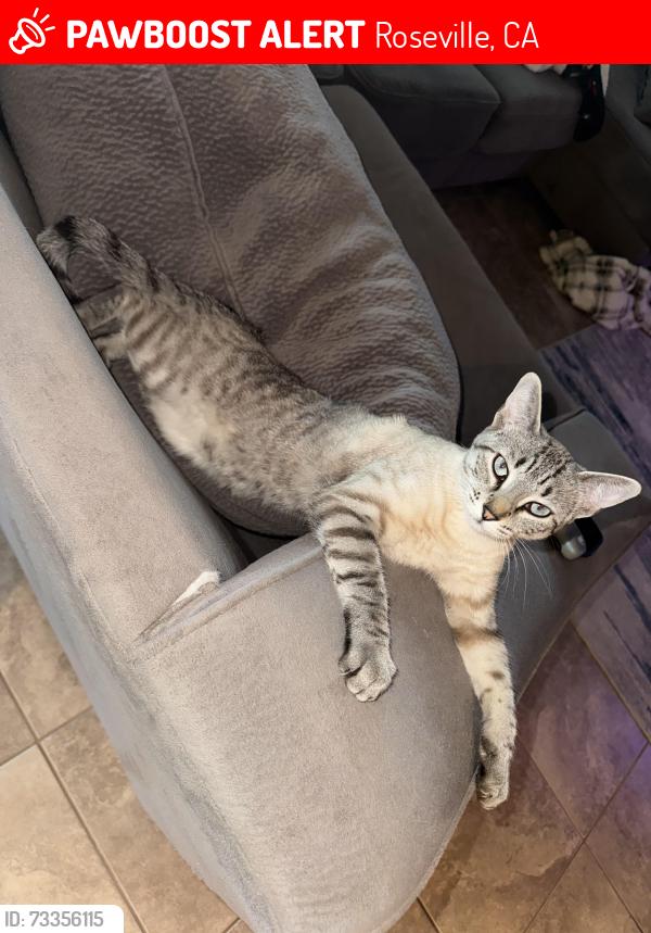 Lost Female Cat last seen Blue Oaks, Roseville, CA 95747