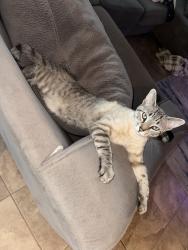 Lost Female Cat last seen Blue Oaks, Roseville, CA 95747