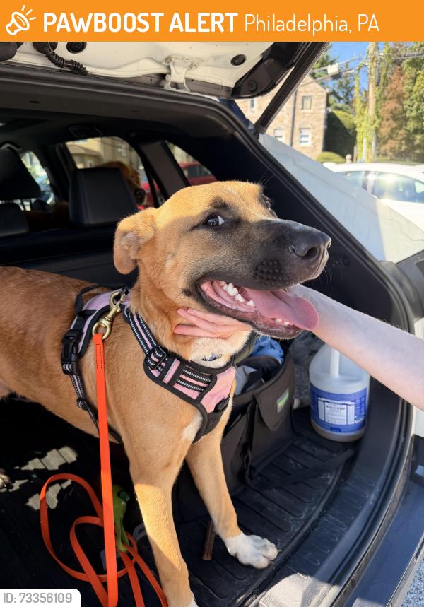 Found/Stray Male Dog last seen Girard Point Bridge, Philadelphia, PA 19125