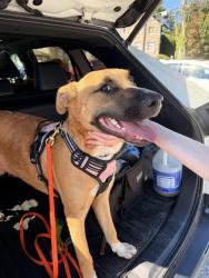 Found/Stray Male Dog last seen Girard Point Bridge, Philadelphia, PA 19125