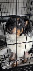 Found/Stray Female Dog last seen Margery Ave, San Leandro, CA 94578, San Leandro, CA 94578