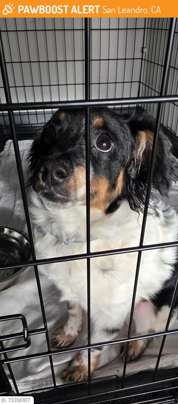 Found/Stray Female Dog last seen Margery Ave, San Leandro, CA 94578, San Leandro, CA 94578