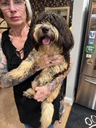 Found/Stray Unknown Dog last seen Fork Shoal, Greenville, SC 29605