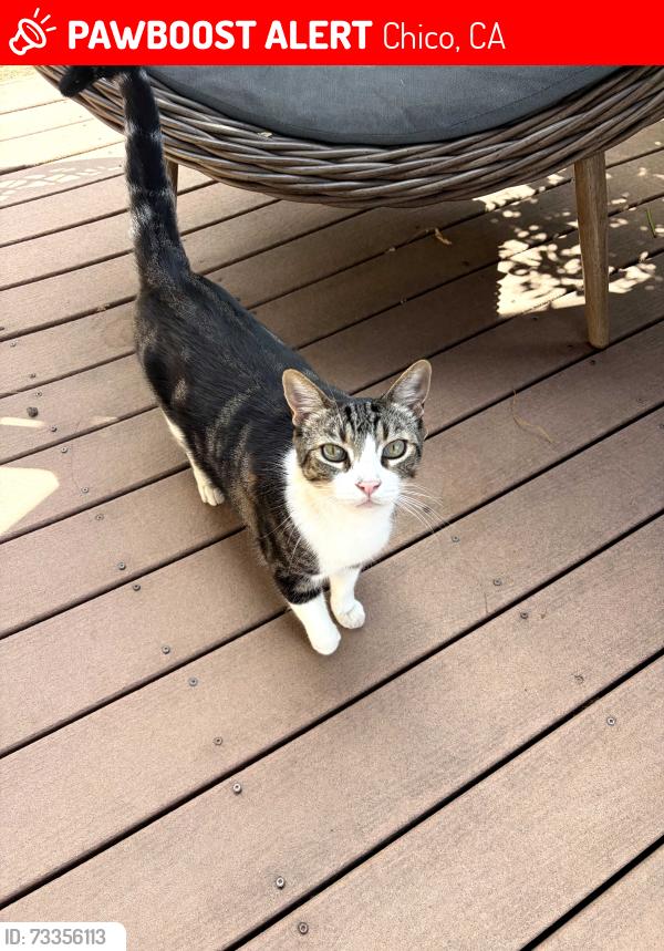 Lost Male Cat last seen Oak way, Chico, CA 95926
