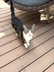 Lost Male Cat last seen Oak way, Chico, CA 95926
