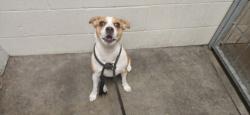 Shelter Stray Female Dog last seen , 11361 W Pico Blvd, Los Angeles, CA 90064, USA