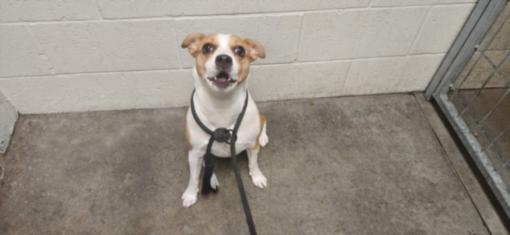Shelter Stray Female Dog last seen , 11361 W Pico Blvd, Los Angeles, CA 90064, USA
