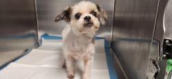 Shelter Stray Male Dog last seen , 11361 W Pico Blvd, Los Angeles, CA 90064, USA