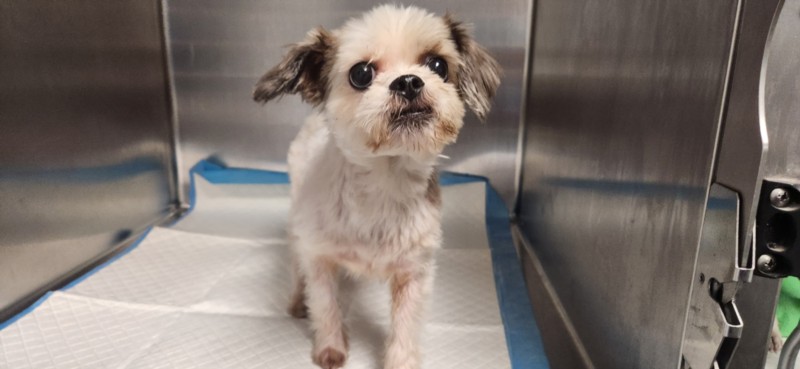 Shelter Stray Male Dog last seen , 11361 W Pico Blvd, Los Angeles, CA 90064, USA