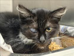 Shelter Stray Female Cat last seen , 1850 W 60th St, Los Angeles, CA 90047, USA