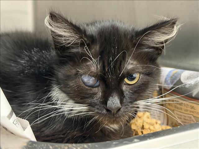Shelter Stray Female Cat last seen , 1850 W 60th St, Los Angeles, CA 90047, USA