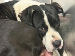 Shelter Stray Female Dog last seen , 1850 W 60th St, Los Angeles, CA 90047, USA