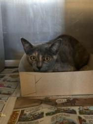 Shelter Stray Female Cat last seen , 216 W Victoria St, Gardena, CA 90248, USA