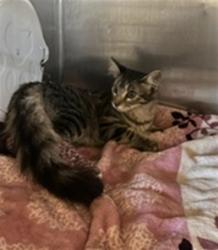 Shelter Stray Female Cat last seen , 216 W Victoria St, Gardena, CA 90248, USA