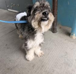 Shelter Stray Male Dog last seen , 4275 Elton St, Baldwin Park, CA 91706, USA