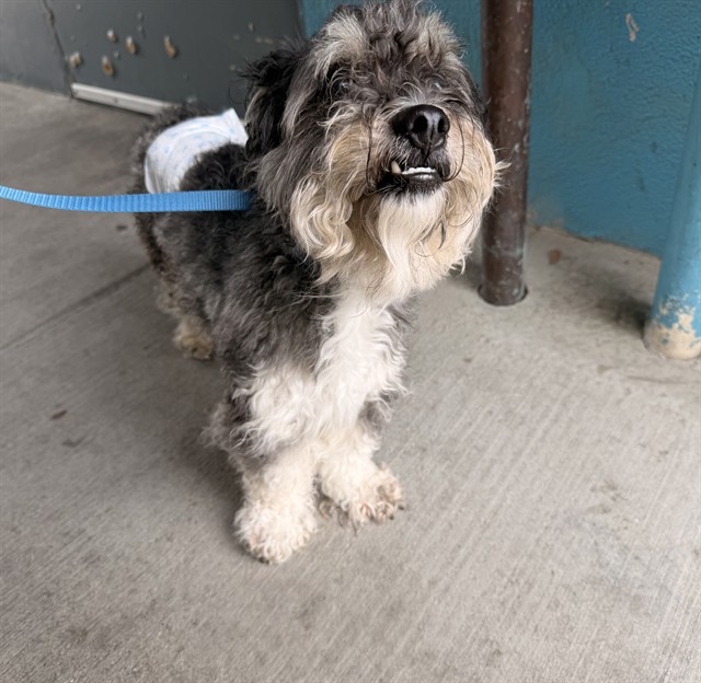 Shelter Stray Male Dog last seen , 4275 Elton St, Baldwin Park, CA 91706, USA