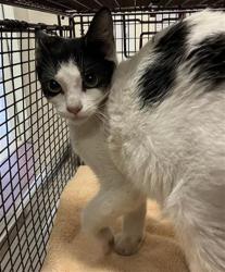 Shelter Stray Male Cat last seen Near BLK OLIVE AVE, LONG BEACH, CA 90813, 7700 E Spring St, Long Beach, CA 90815, USA