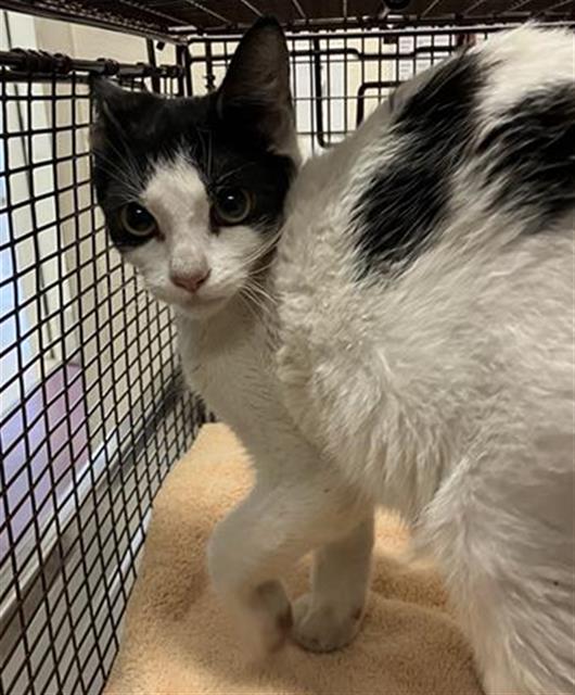 Shelter Stray Male Cat last seen Near BLK OLIVE AVE, LONG BEACH, CA 90813, 7700 E Spring St, Long Beach, CA 90815, USA