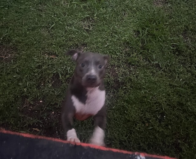 Shelter Stray Female Dog last seen Near BLOCK NW 171ST ST, 3599 NW 79th Ave, Doral, FL 33122, USA