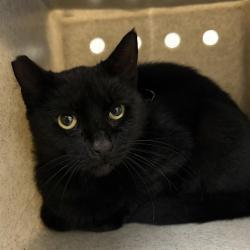 Shelter Stray Female Cat last seen , 600 Aviation Dr, Camarillo, CA 93010, USA