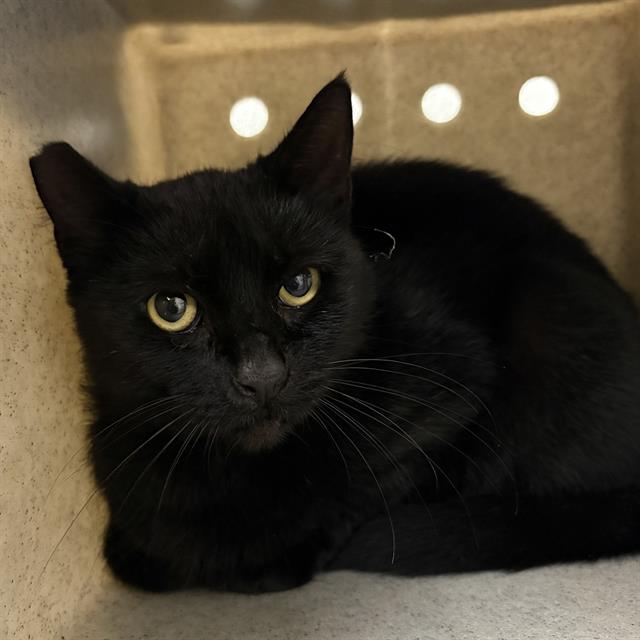 Shelter Stray Female Cat last seen , 600 Aviation Dr, Camarillo, CA 93010, USA