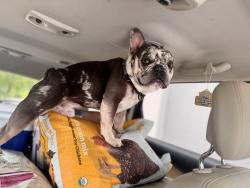 Lost Male Dog last seen Hey 98, Goodlettsville, TN 37072