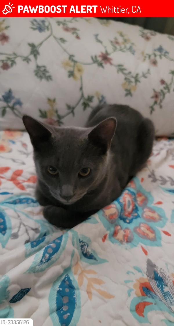 Lost Male Cat last seen Near Bogardus Ave, Whittier, CA 90603