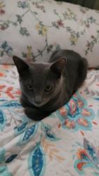 Lost Male Cat last seen Near Bogardus Ave, Whittier, CA 90603