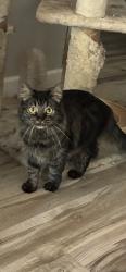 Reunited Female Cat last seen Heatherglen Terrace, Fort Worth, TX 76179, USA, Fort Worth, TX 76179