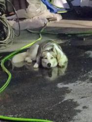 Found/Stray Male Dog last seen Behind iCars car lot, corner of Bruton and N Jim Miller Rd, Dallas, TX 75217