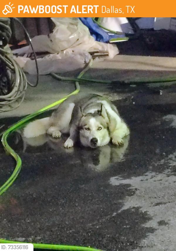 Found/Stray Male Dog last seen Behind iCars car lot, corner of Bruton and N Jim Miller Rd, Dallas, TX 75217