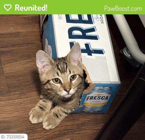 Reunited Male Cat last seen S 47th St, Oakes St, Alder, Tacoma, WA 98409