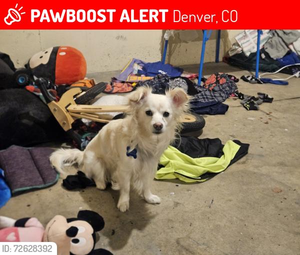 Lost Male Dog last seen Near e 35th ave denver co 80205, Denver, CO 80205