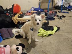 Lost Male Dog last seen Near e 35th ave denver co 80205, Denver, CO 80205