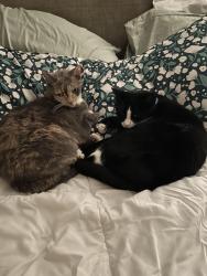 Reunited Female Cat last seen Near 3841 Florian Stb, Pleasanton, CA 94588