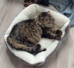 Lost Male Cat last seen Between Marina Dr Overlook and Marina Launch near the Blue Disc Golf Course in Codorus State Park, Hanover, PA 17331