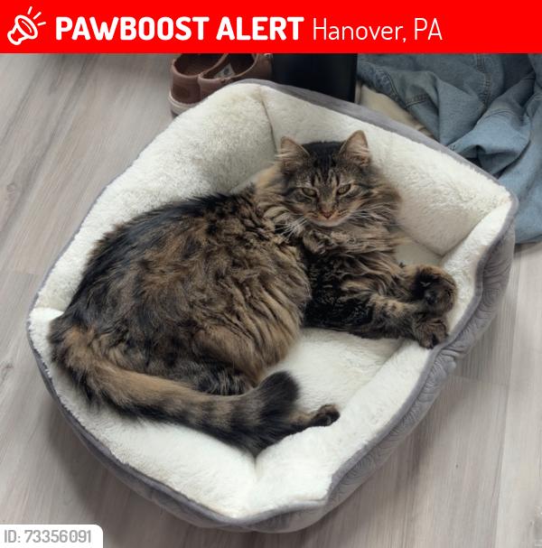 Lost Male Cat last seen Between Marina Dr Overlook and Marina Launch near the Blue Disc Golf Course in Codorus State Park, Hanover, PA 17331