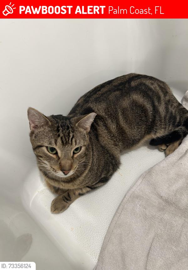 Lost Male Cat last seen the location to our hse is 33 Ryley Ln, Palm Coast, FL 32164