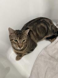 Lost Male Cat last seen the location to our hse is 33 Ryley Ln, Palm Coast, FL 32164