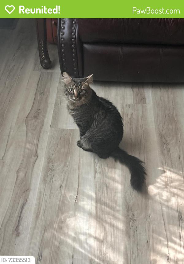 Reunited Male Cat last seen Spring Rd, Smyrna, GA 30080