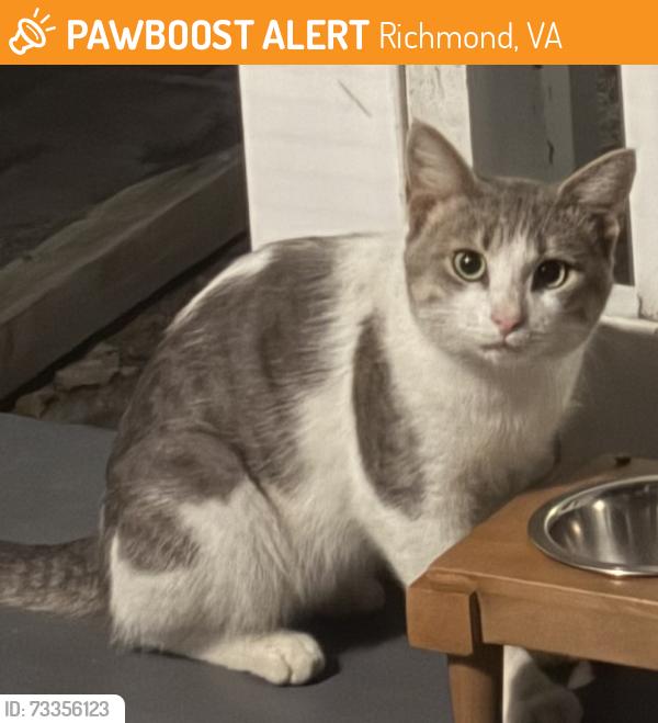 Found/Stray Unknown Cat last seen W. Grace St., Richmond, VA 23241
